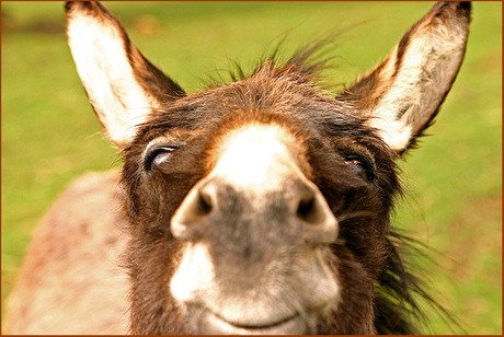 Donkey smille