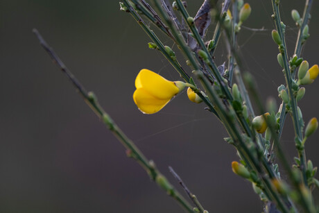 eerste brem op de heide