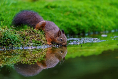 Drinkende eekhoorn
