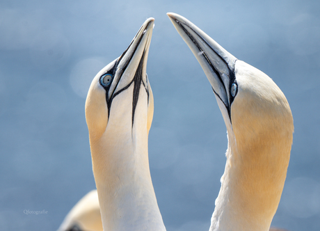 2 Jan van genten begonnen met de dans 