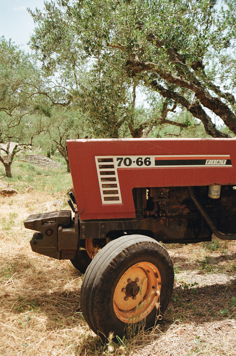 Fiat tractor in olijfboomgaard