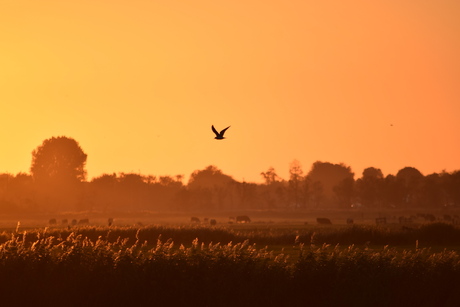 zonsondergang