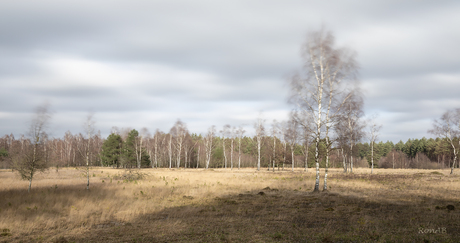 Windkracht 5 op de Tevenerheide