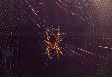 spin in web
