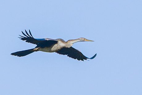 Afrikaanse slangenhalsvogel