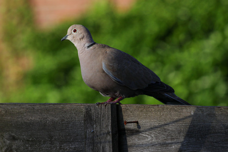 Little pigeon on the fence