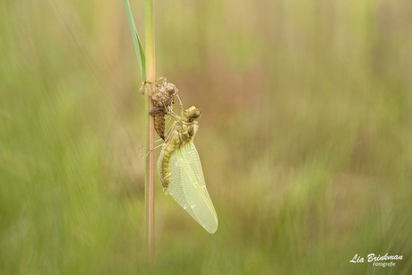 dragonfly