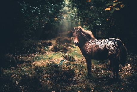 Little forest horse