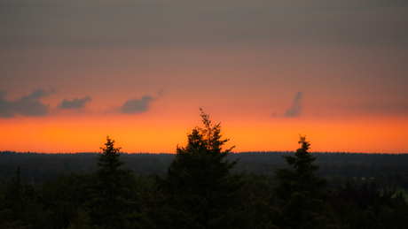 Bomen silhouet