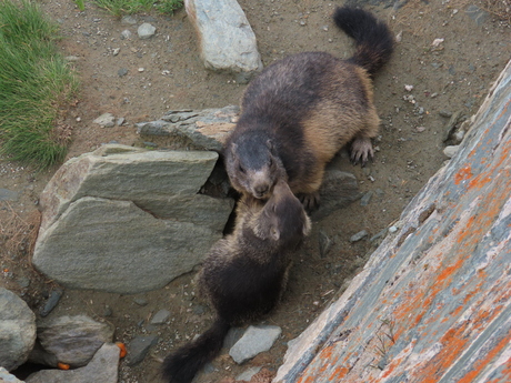 berg marmot