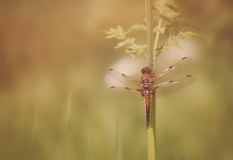 Sitting in the morning sun
