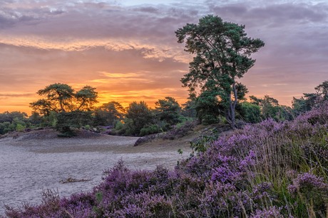 Zonsopkomst op een zandverstuiving…