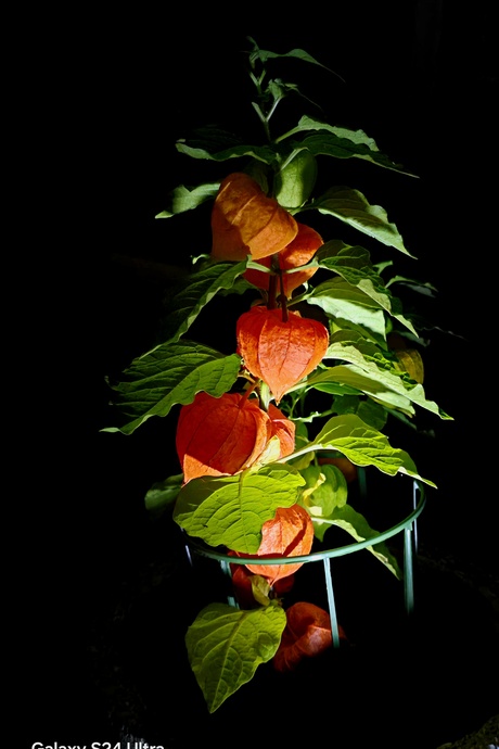 Een lichtje in de duisternis