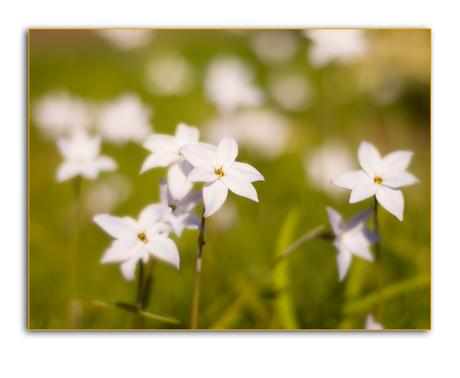 Bloembolletjes n de tuin