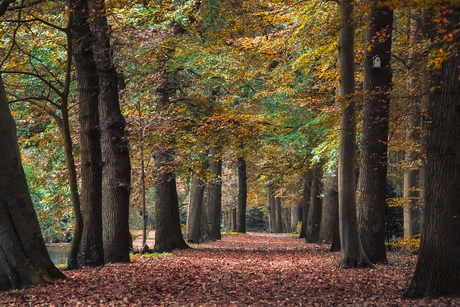 Herfstplaatje