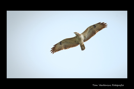 Grote Buizerd