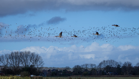 Vliegende ganzen tegen een zwerm vogels op de achtergrond