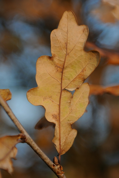 Herfst