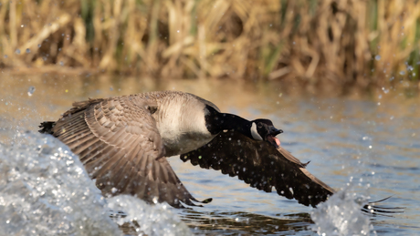 Grote Canadese Gans