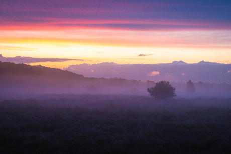 Prachtige Ochtend Met Mist Op De Heide