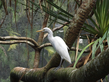 in de Rainforest Habitat Port Douglas (Australië)