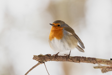 Roodborst