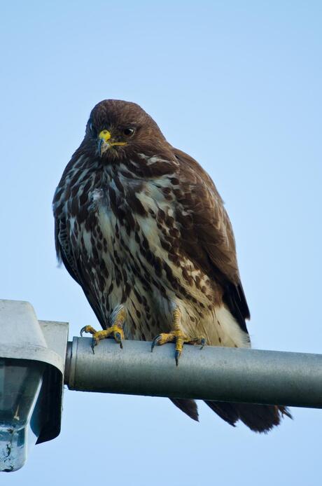 Buizerd