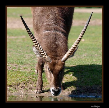 antilope