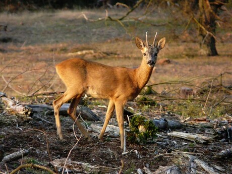 Ree in het Deelerwoud