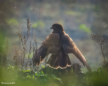 Buizerd met gespreide vleugels