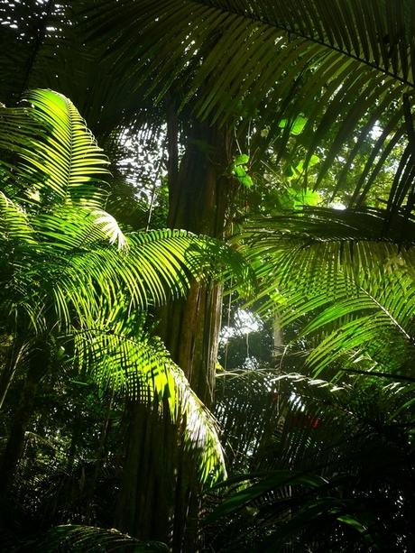 Rainforest sunbeams