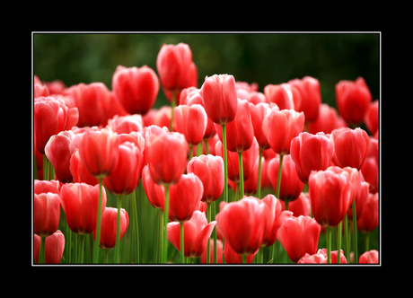 Gewoon Tulpen