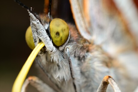 Grote Weerschijnvlinder portret