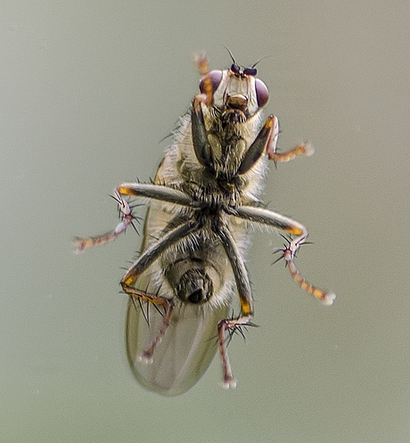 Onbekende vlieg ( 4mm )