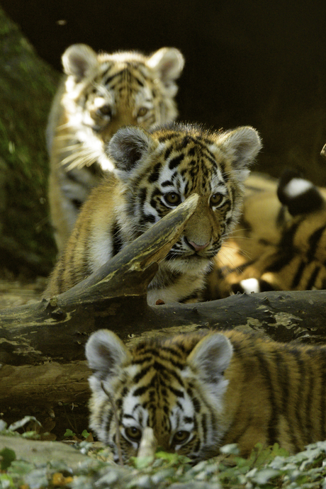 Niet perfect wel leuk