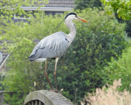 Reiger