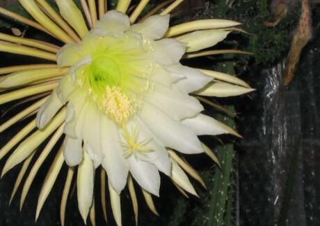 koningin van de nacht