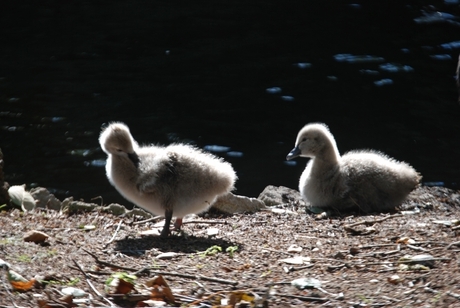 Jonge zwanen in oktober