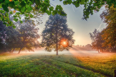 Morning Mist