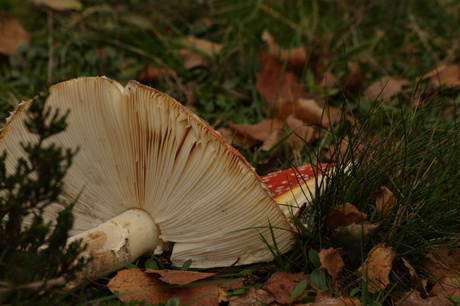 Paddestoel 2 - Lage Vuursche