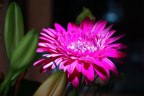 Gerbera.