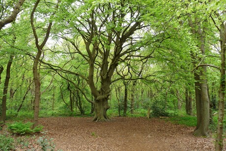 P1440727 Ockenburg Hyacintenbos nr2 7mei 2017