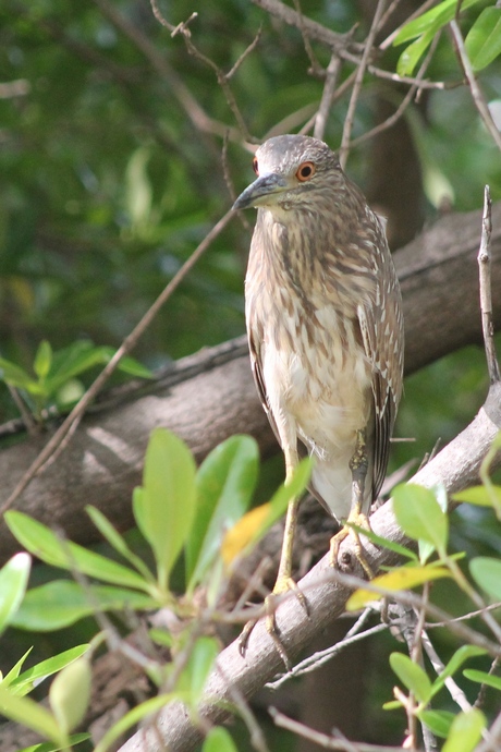 Watervogel Gambia 2012-11