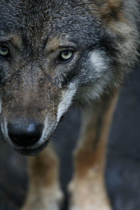 Wolf