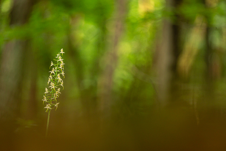 Bergnachtorchis in biotoop