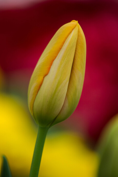 De gele tulp
