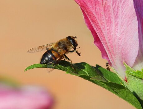 Abeille.