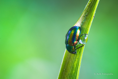 Oiled-Beetle
