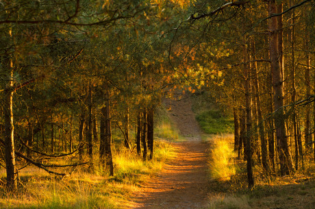 Herfstkleuren