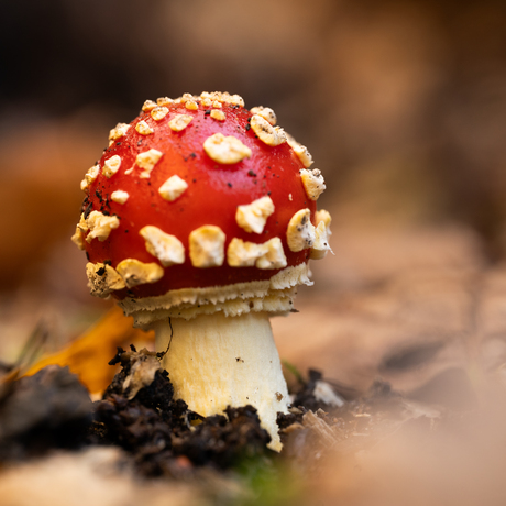 Herfst in het bos